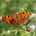 2009_schmetterlinge 0013